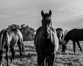 Black and White Horse Photography Fine Art Horse Photography