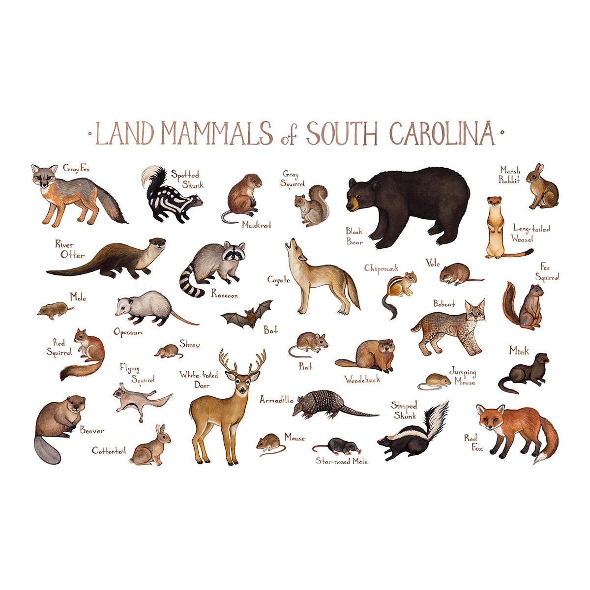 South Carolina Land Mammals Field Guide Art Print / Animals