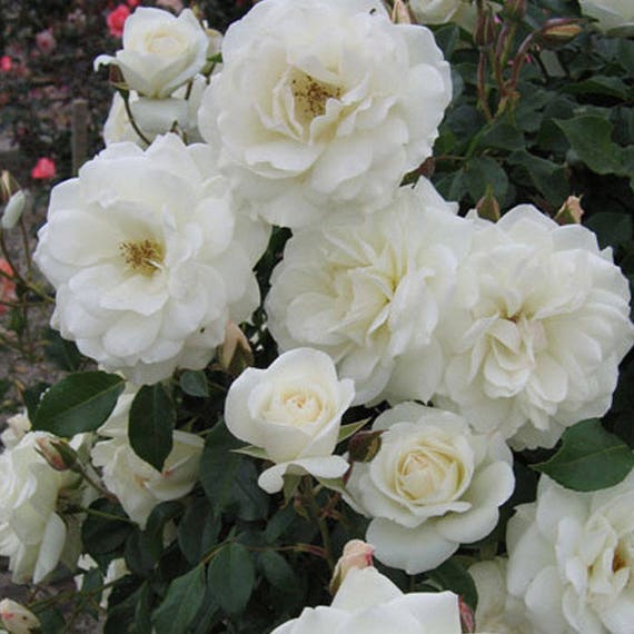 Climbing Iceberg Rose Floribunda White Rose Organic Grown