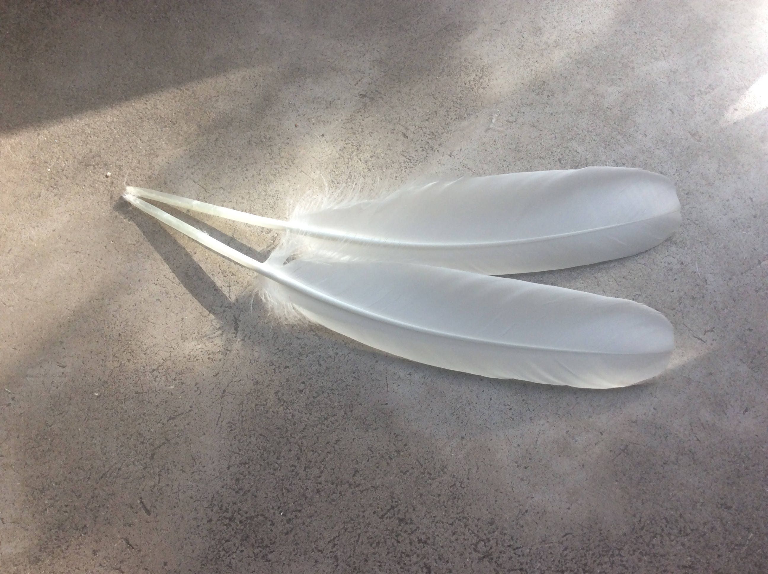 12" inches featherFeathers SwanWhite Bridal Featherscruelty free