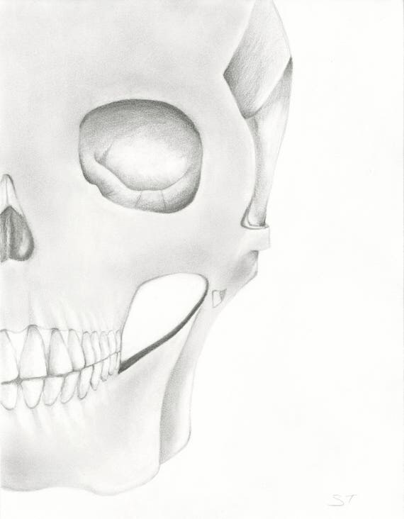 Skull Drawing Charcoal Drawing Skeleton Drawing Anatomy