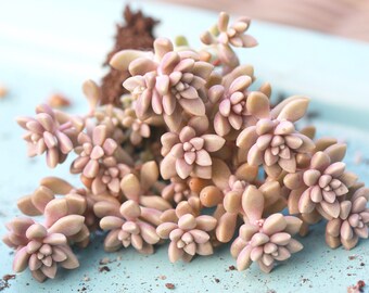 Succulent-Graptopetalum Mirinae (cluster)