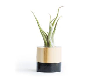 Black Air Plant Display, FREE SHIPPING, Home Decor, Air Planter, Modern Planter, Desk Plant, Air Plant, Shelf Decor, Black Wood Pot, Planter
