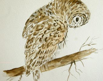 chouette rayée, oiseaux, nature, dessin, encre, art, art animalier,étude, dessin original signé