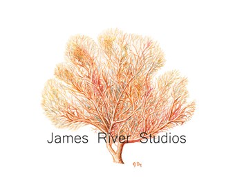 Sea Coral Art Sea Coral Painting Coral Print. Sea Coral Watercolor Painting Ocean Art Ocean Decor Ocean Painting Beach Decor Sea Art Print.
