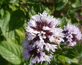 Grapefruit Mint Live Plant