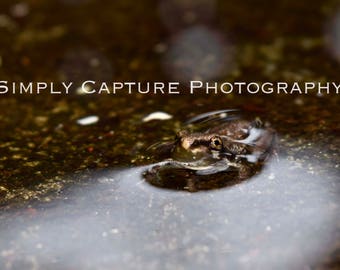 Tadpole in Water - Digital Download