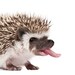 Twistedhedgehog