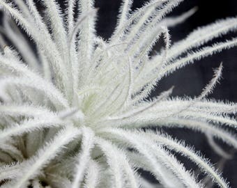 Tillandsia Tectorum, Rare Air Plant
