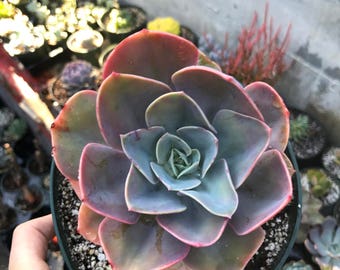 Echeveria Cassyz winter Succulent