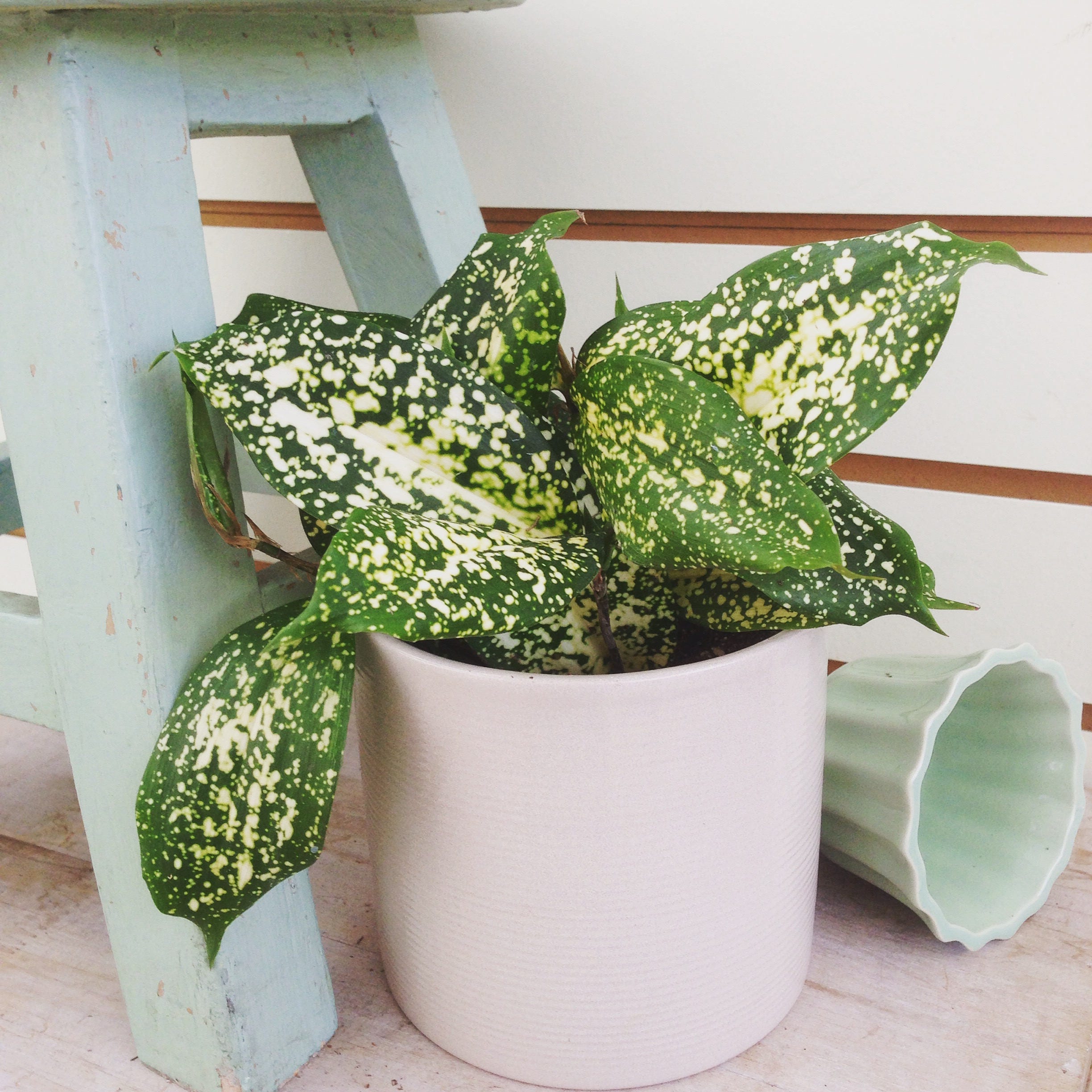 Dracaena godseffiana Florida Beauty Plant 4