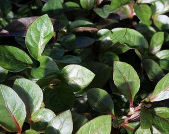 Joseph's Coat Bronze (Alternanthera 'Bronze'): miniature garden, fairy garden, living plant, dwarf plant