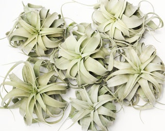 Pack of 6/3 Xerographica Wholesale Air Plant Tillandsia, Bulk Air Plant Wholesale Large Air Plant Succulent Wedding Decor, Hanging Air Plant