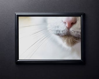 Cat Print, Kitty print, Cat Photo, Cat Whiskers, Cat nose, Color Photo Art, Digital Download, Printable Wall Art, Digital Print, Wall Art