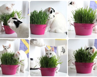 ORGANIC CAT GRASS - Favorite Grain Mixture - 1 lb. seeds