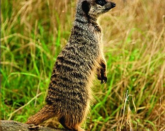 MC14802 Meerkat 2