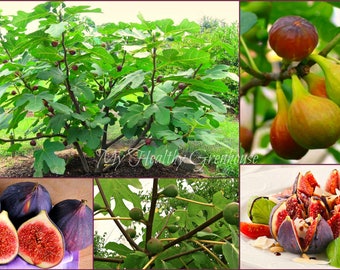 SEEDS – Compact Self-Pollinating, Productive, Easy Grow, Very Hardy “Chicago Hardy Fig” Zone 5! It can withstand temperature over at -10C!