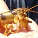 Mysterious Lobster