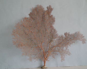 14.2" x 12" Large Natural Red Color Sea Fan Seashells Reef Coral