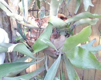 Large Mature Staghorn Fern Growing in Wire Basket 10 years old