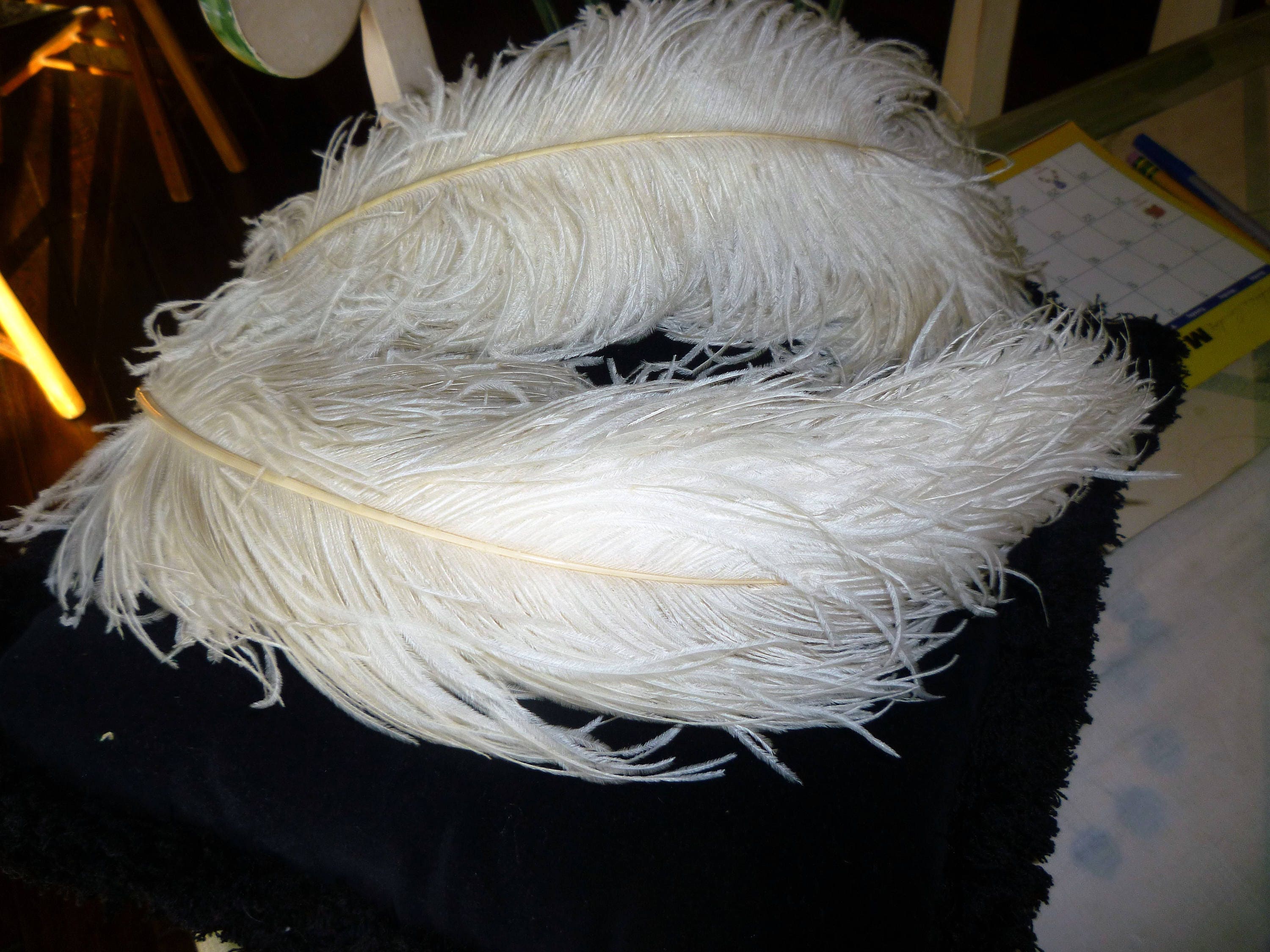 Two Ivory Ostrich Feather laying flat about 13 in. with curve
