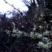 Wolftea