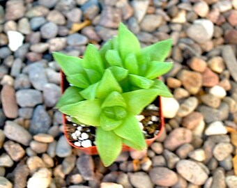 2" Pot Haworthia Turgida Windowsill