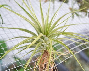 Large Air Plant Tillandsia Concolor, Hanging Air Plant, Colorful Air Plant, Airplant, Succulents, Air Plant Terrarium, Indoor Plants