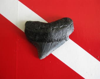 Megalodon Shark tooth fossil, Baby Megalodon, Venice-Florida