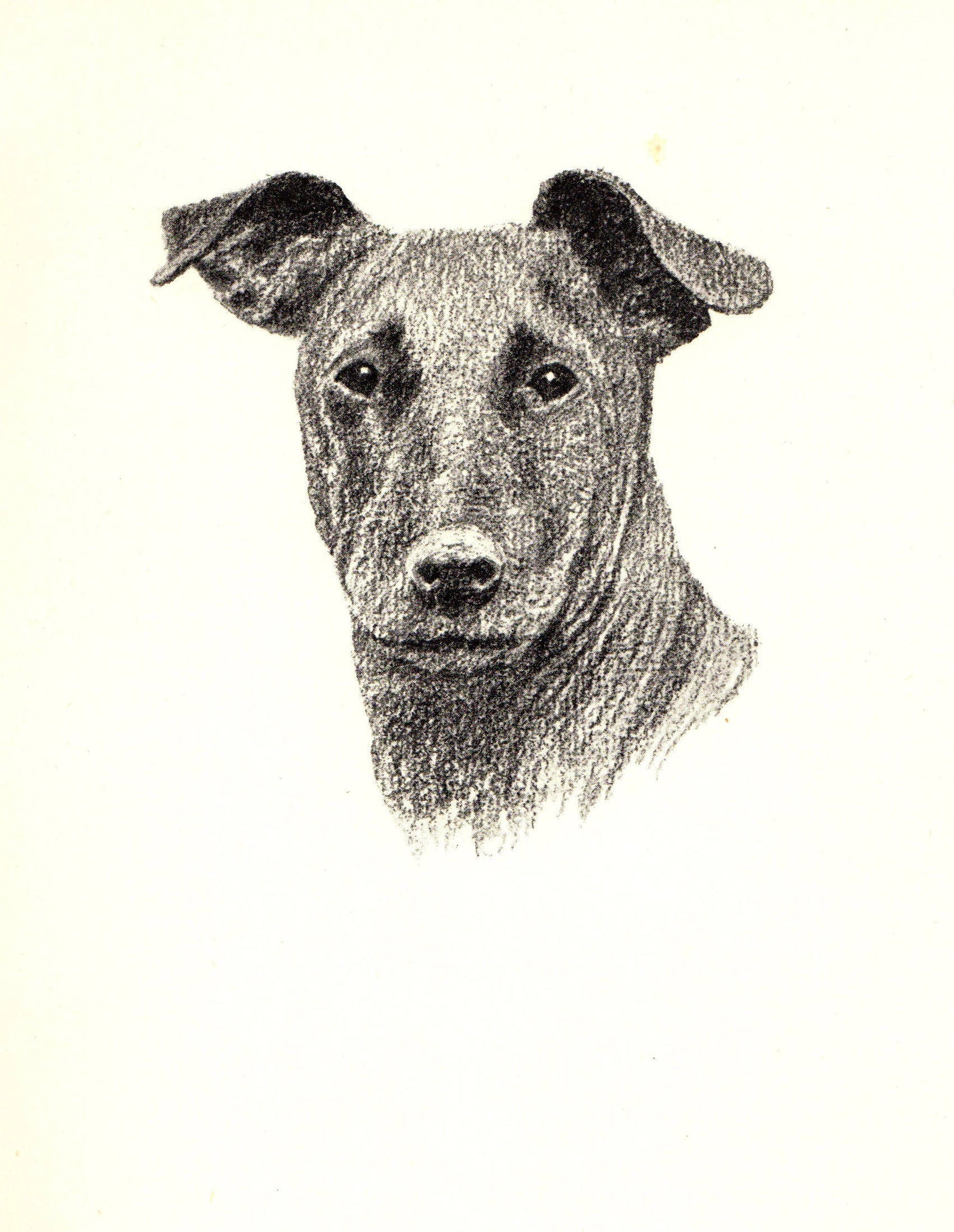1935 Vintage Manchester Terrier Dog Print Antique Dog Pet Art Office ... 1935 Vintage Manchester Terrier Dog Print Antique Dog Pet Art Office ...