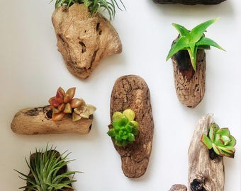 Set of 4 Authentic California Driftwood & Pacific Succulent Handcrafted Magnets