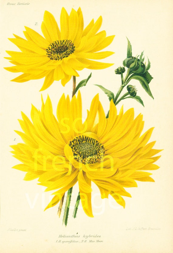 Download 1895 Antique Sunflower Print. Vintage Daisy Print. Sunflower