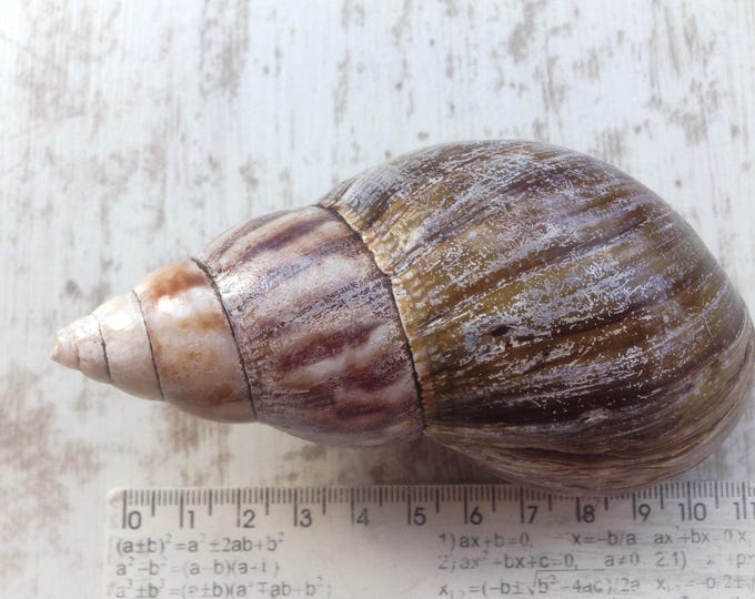 Akhatina shell