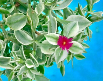 Ice Plant Succulent for Terrarium Livingstone Daisy Dorotheanthus bellidiformis + FREE GIFT!