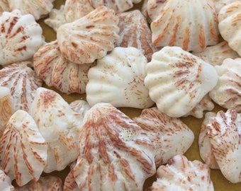 Bulk seashells | Etsy