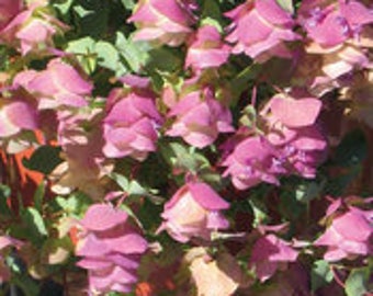 Oregano 'Kent Beauty' Perennial Garden Plant