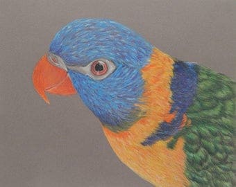 Bird Wall Art - Colorful Wall Art - Lorikeet - Bird Art - Bird Drawing - Rainbow Lorikeet - Bird Wall Decor - Colorful Art - Bird Artwork