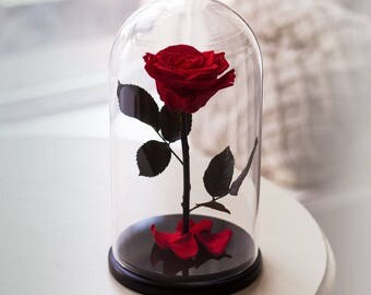 Beauty And The Beast Rose, Live Forever Rose in Glass, Bella Rose, Live Enchanted Rose, Infinity Rose, Preserved Rose %100 Natural DB0001