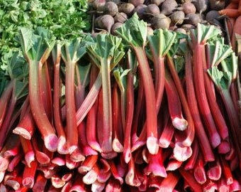 HeirloomSupplySuccess Live Rhubarb Plant, Victoria Rhubarb King's Crown