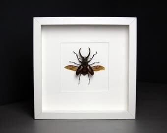 Stag beetle of Sphaenognathus feisthameli showcase