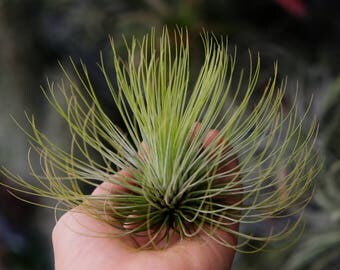 LARGE Air Plant Tillandsia Andreana, Terrarium Plants, Rare Air Plant Terrarium Succulents, Indoor Plants, Live Plants Office Plant Airplant