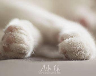 Poster "Sweetness" color kitten paws sweet 20x30cm