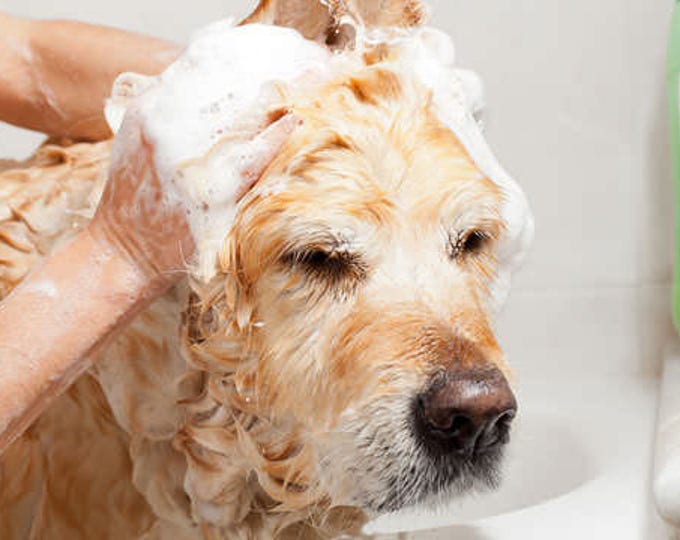 Herbal Pet Shampoo - Natural Pet care - Shampoo For Dogs - Shampoo For Cats - Organic Pet Shampoo -