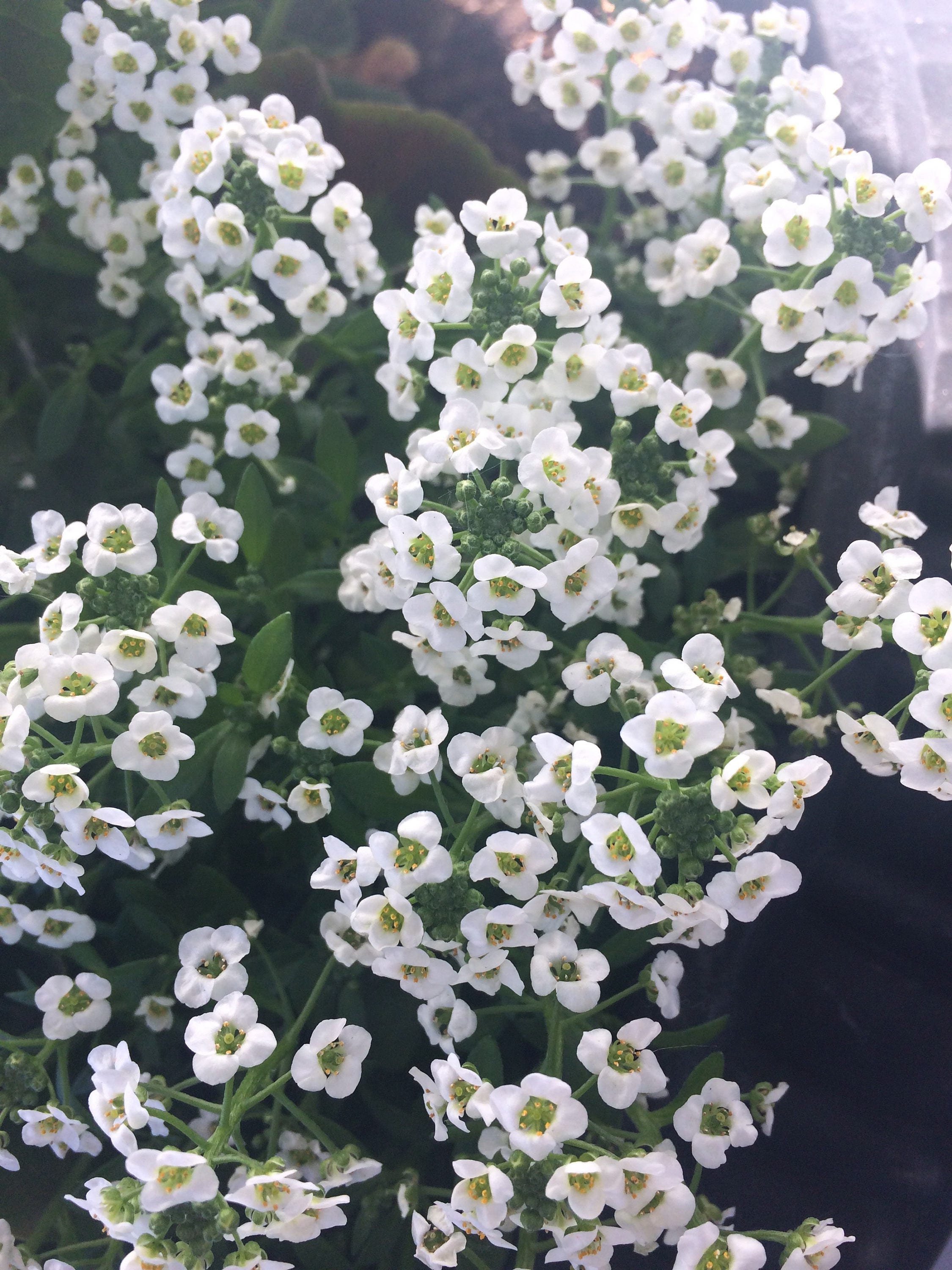 Sweet Alyssum Bee Annual Fragrant Flowers Rare Seeds