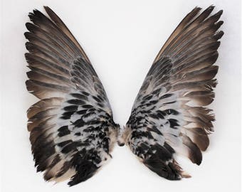11-12" Pigeon wings Taxidermy bird avian pair feathers feather sets open wings
