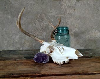 Vintage skull | Etsy