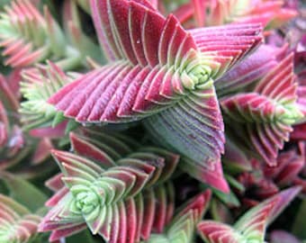 Crassula Capitella Red Pagoda Succulent Crassula corymbulosa Trees Shark’s Tooth Plants Rare Succulent, Origami Shape Plants