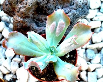 Echeveria Curly Culibra Leaves 4" Pot