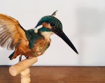 stuffed kingfisher taxidermy