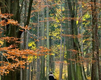 Early Morning Fall